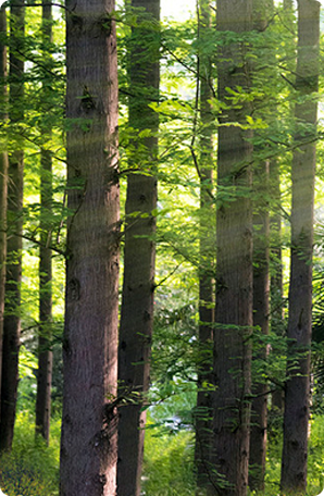 jinnianhui�����