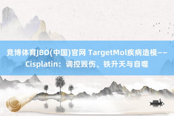 竞博体育JBO(中国)官网 TargetMol疾病造模——Cisplatin：调控毁伤、铁升天与自噬