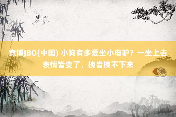 竞博JBO(中国) 小狗有多爱坐小电驴？一坐上去表情皆变了，拽皆拽不下来